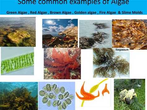 Algae | Classification, Characteristics & Examples