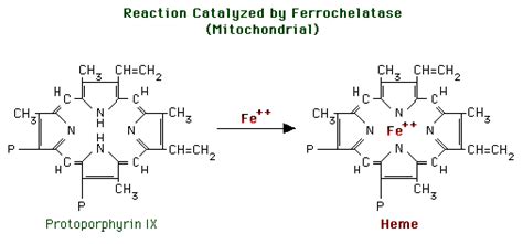 Ferrochelatase