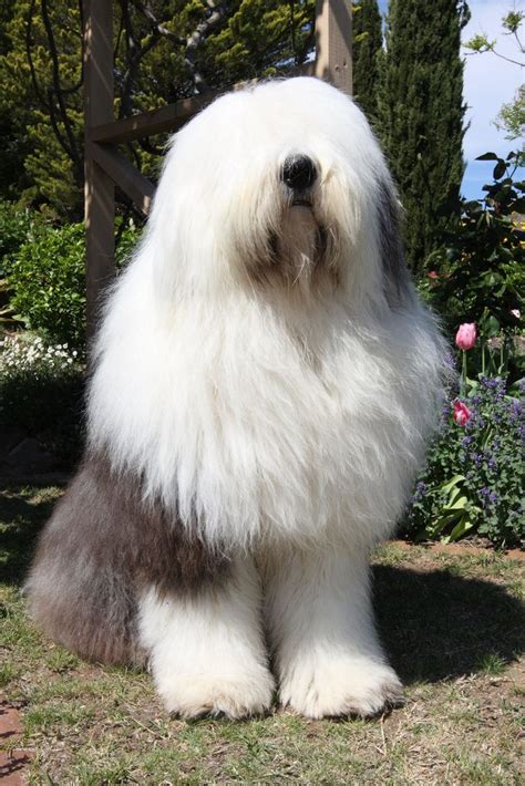 English Sheepdog