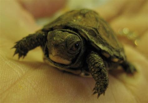 The Smallest Turtle Ever | This is probably the smallest tur… | Flickr ...