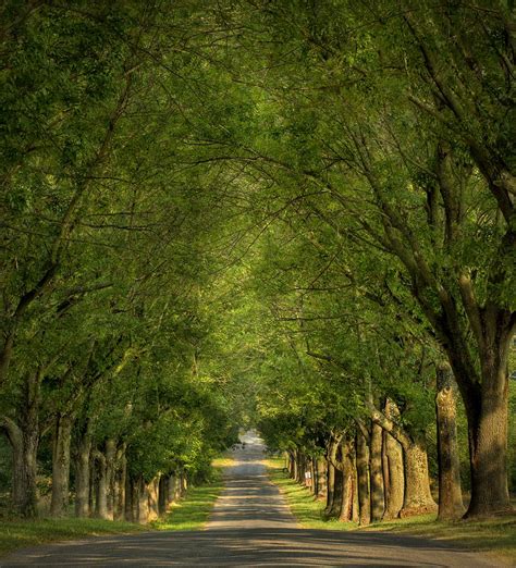 It’s Not a Path Until You Walk Down It | Tree lined driveway, Driveway ...