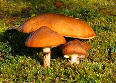 Suillus luteus - Alchetron, The Free Social Encyclopedia