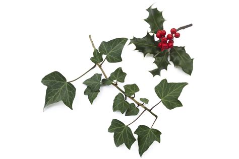 What are the lyrics to 'The Holly and The Ivy'? - Classical Music