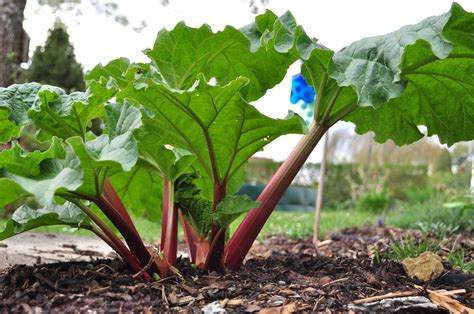 So What Exactly IS Rhubarb, Anyway? | HuffPost