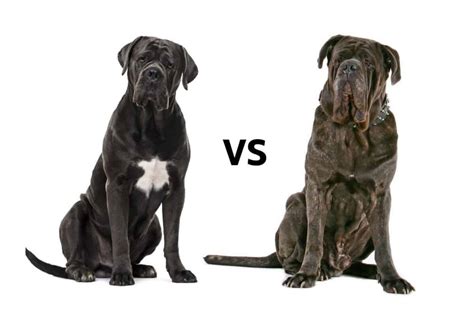 Cane Corso vs. Neapolitan Mastiff: What’s the Difference?