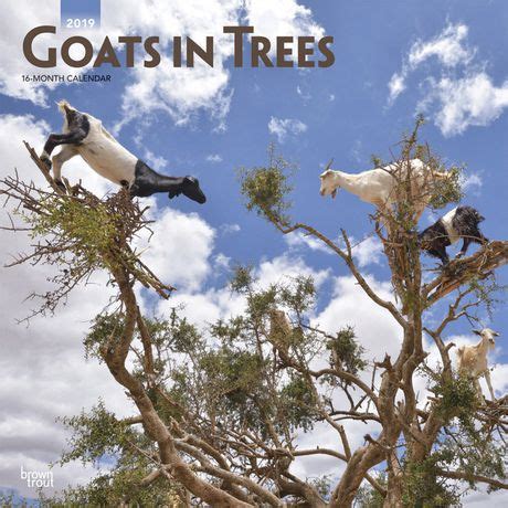 2019 Goats In Trees Calendar | Walmart Canada