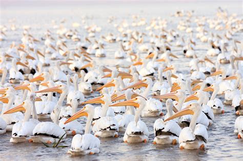 American White Pelican Migration Stock Photo - Download Image Now - iStock