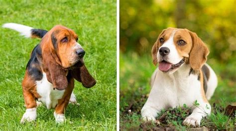 Basset Hound vs Beagle: Pros & Cons of Both Breeds - My Dog's Name