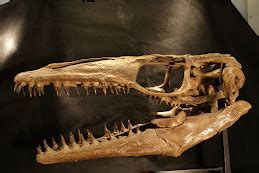 RMDRC paleo lab: Avaceratops Skull Resto