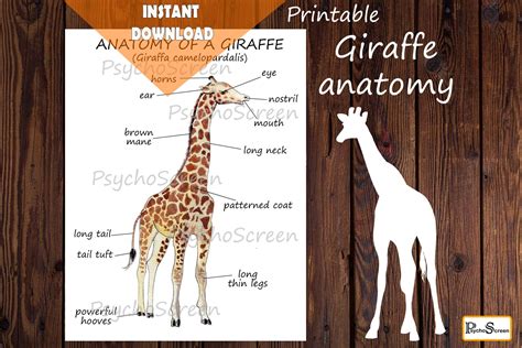 Giraffe anatomy Body parts Diagram of a giraffe Mammals | Etsy