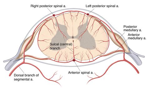 Spinal Cord Cross Section Anatomy