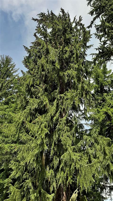 Tsuga mertensiana - Trees and Shrubs Online