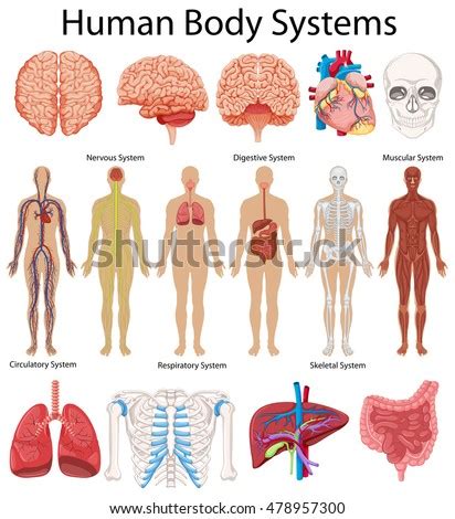 Vocabulary Worksheet Parts Body Stock Vector 104516180 - Shutterstock