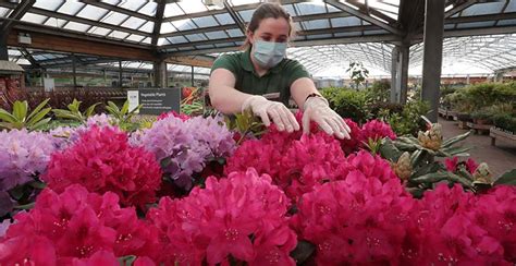 Dobbies Garden Centres are in the pink - Garden Centre Retail