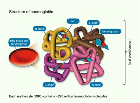 Student Study Notes: STPM Biology Biological Molecules Part 15 Amino Acids - Levels and ...