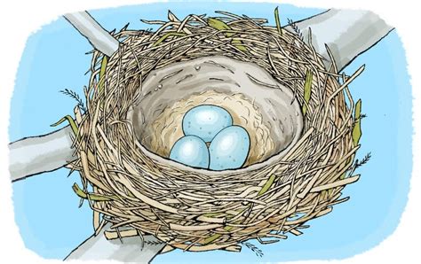 Build a Bird Nest - Scientific American