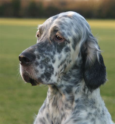 Cute English Setter dog photo and wallpaper. Beautiful Cute English Setter dog pictures