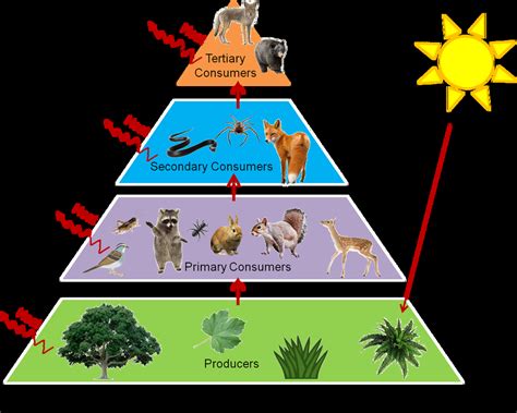 Trophic Level Diagram - exatin.info