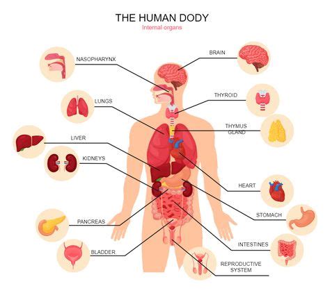 Human Body Diagram Human Body Organ System, Human Digestive System, Circulatory System, Medical ...