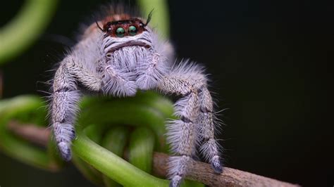 Jumping spiders: Facts about the cutest arachnids on the planet | Jumping spider, Spider species ...