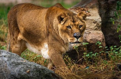 Boise Zoo Safely to Reopen with New Guidelines | Totally Boise