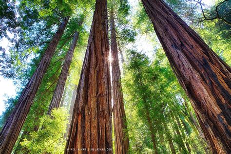 Muir Woods Redwood Trees | Redwood tree, Muir woods national monument, Muir woods california