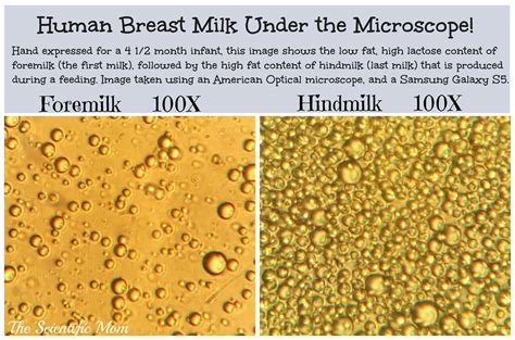 Is there really a difference between foremilk and hindmilk? - New Baby 101