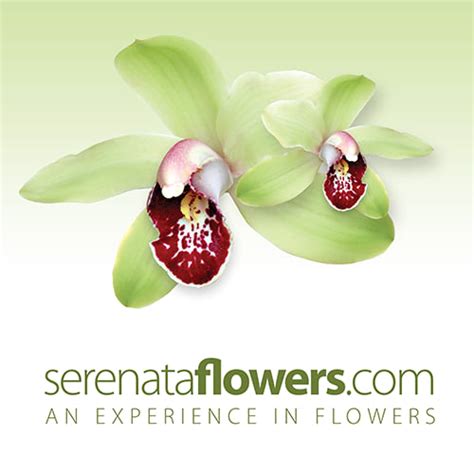 Serenata Flowers Phone Number | Best Flower Site