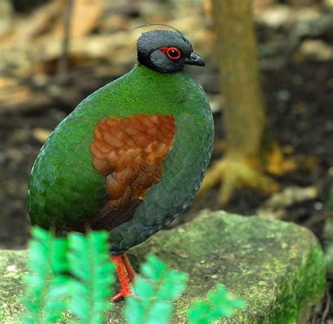 Crested-Wood-Partridge | Birds of a Feather | Pinterest | The o'jays, Photos and Woods