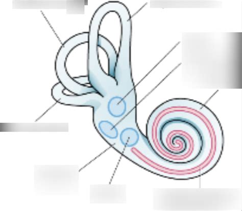 Cochlea Diagram | Quizlet