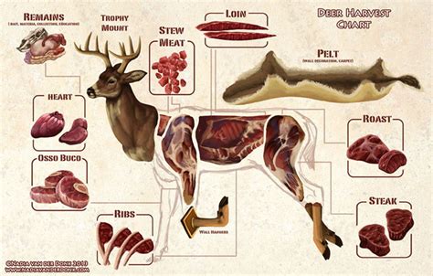 How Much Meat From a Deer Can You Get? The Answers You Need to Know