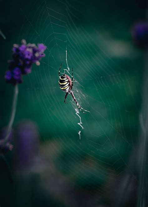 Wasp Spider Web - Free photo on Pixabay - Pixabay