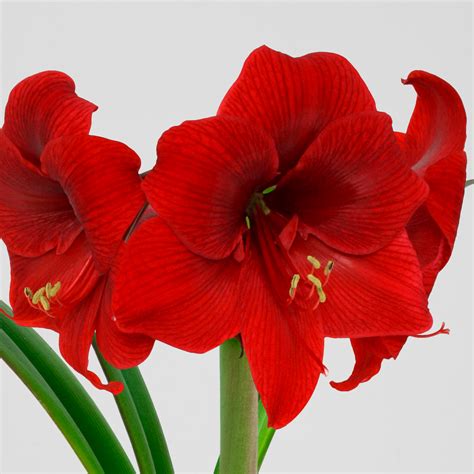 Amaryllis | Make Me Bloom