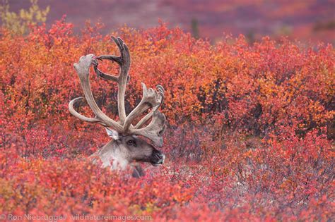 Bull Caribou | Denali National Park, Alaska. | Photos by Ron Niebrugge