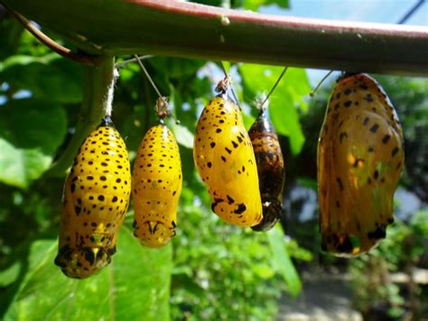 Pupa Care | The Butterfly Farm St Maarten, St Martin, Aruba