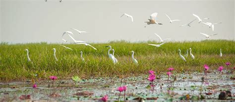 Chilika Lake - Odisha Tourism