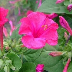 Mirabilis Jalapa Pink 20_seeds - Etsy