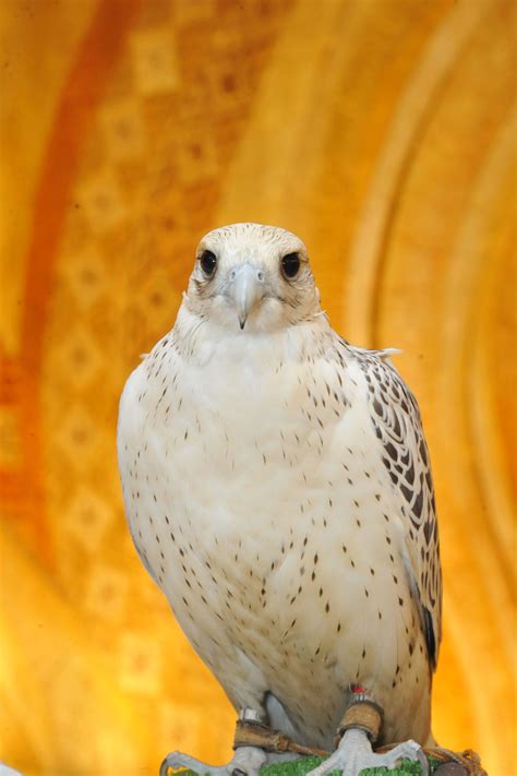 A Falcon from H.H Sheikh Suroor's private collection. Just stunning ...