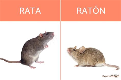 Diferencia entre rata y ratón - Características y FOTOS