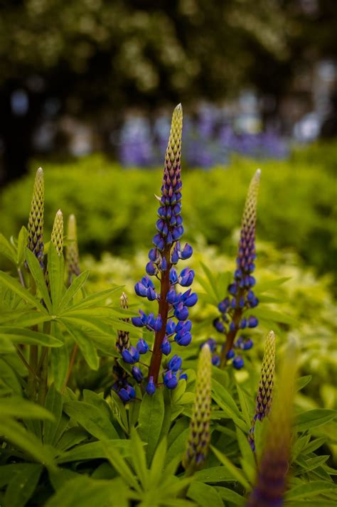 Akureyri Botanical Garden, Iceland