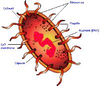 RachelYScientist2: Archaebacteria - Halobacterium salinarum