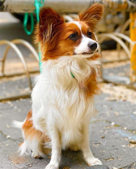 All Papillon Coat Colors and Markings Explained (With Pictures!)