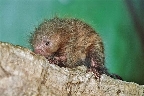 Cute Baby Porcupines (34 pics)