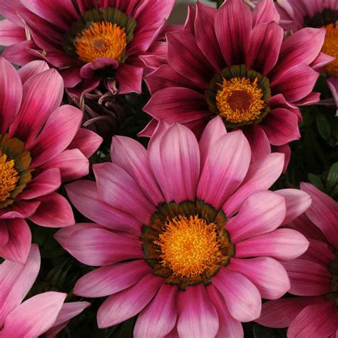 Gazania Seed - Pink Treasure Flower Gazania Rigens Ground Cover Seeds