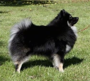 Medium German Spitz Dog Breed Information and Pictures