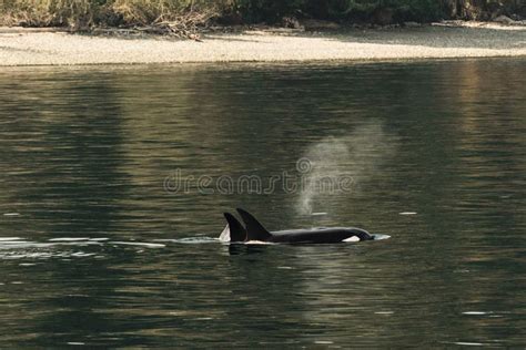 Black Whale Swimming in the Water in the Salish Sea Stock Image - Image of wild, nature: 259900493