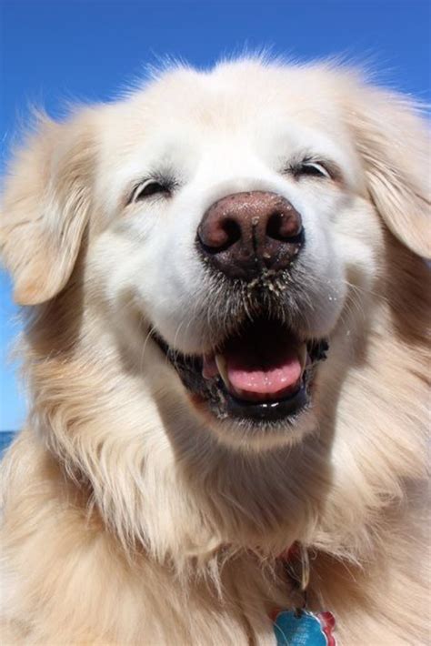 Golden retriever smile #goldenretriever | Golden retriever, Dogs golden retriever, Retriever