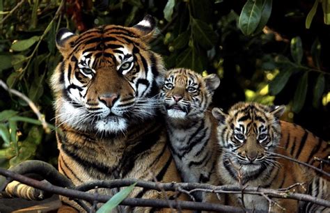 Cute Tiger Family : r/hardcoreaww