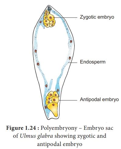 Polyembryony - Sexual Reproduction in Plants