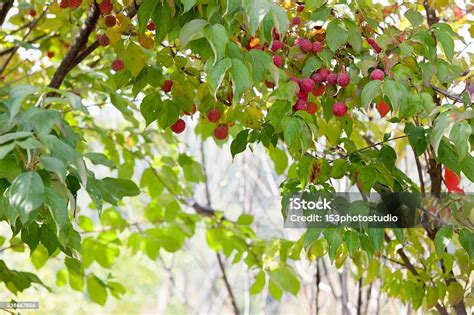 Cornus Kousa Fruit Stock Photo - Download Image Now - Arts Culture and ...